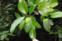 Artocarpus lacucha